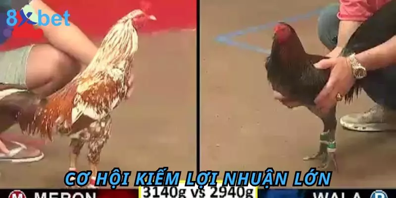 Đá Gà Trực Tiếp 8Xbet - Trải Nghiệm Hấp Dẫn Và Thú Vị 3 Cơ hội kiếm lợi nhuận lớn